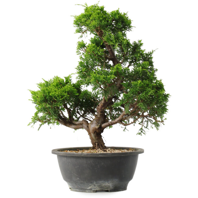 Juniperus chinensis Itoigawa, 32 cm, ± 15 Jahre alt