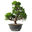 Juniperus chinensis Itoigawa, 32 cm, ± 15 anni