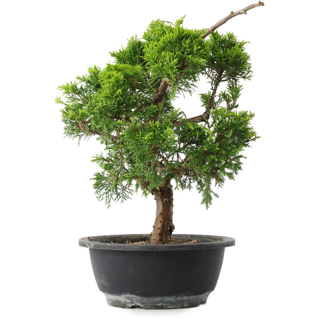 Juniperus chinensis Itoigawa, 29 cm, ± 15 years old