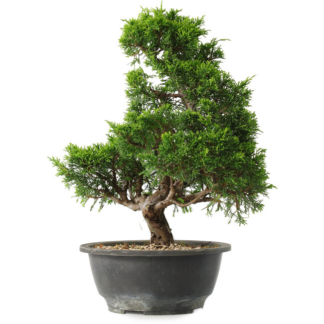 Juniperus chinensis Itoigawa, 32 cm, ± 15 Jahre alt