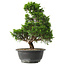 Juniperus chinensis Itoigawa, 32 cm, ± 15 anni