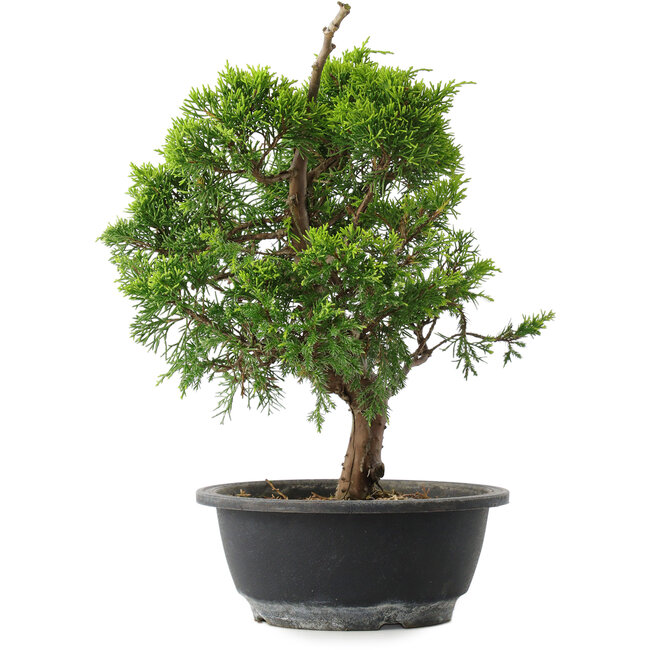 Juniperus chinensis Itoigawa, 29 cm, ± 15 Jahre alt