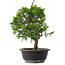 Juniperus chinensis Itoigawa, 29 cm, ± 15 anni