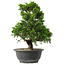 Juniperus chinensis Itoigawa, 32 cm, ± 15 anni