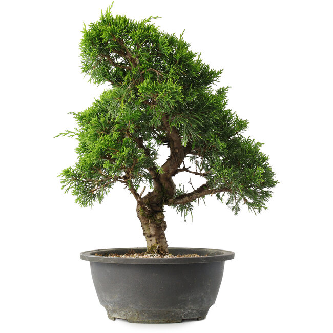 Juniperus chinensis Itoigawa, 31 cm, ± 15 jaar oud