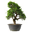 Juniperus chinensis Itoigawa, 31 cm, ± 15 jaar oud