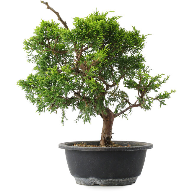 Juniperus chinensis Itoigawa, 29 cm, ± 15 years old