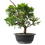 Juniperus chinensis Itoigawa, 29 cm, ± 15 años