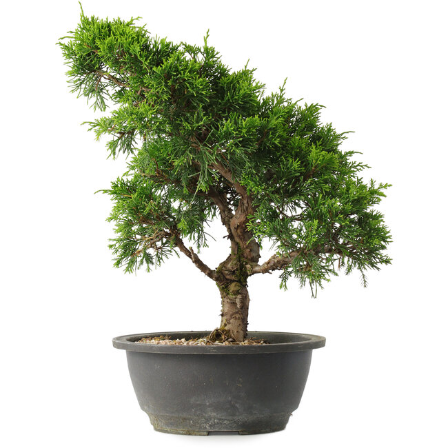 Juniperus chinensis Itoigawa, 31 cm, ± 15 years old
