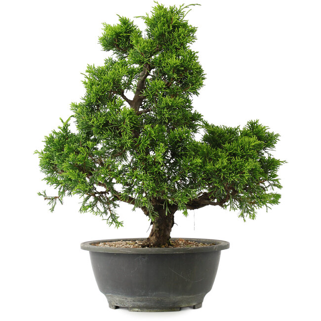Juniperus chinensis Itoigawa, 32 cm, ± 15 years old
