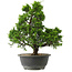 Juniperus chinensis Itoigawa, 32 cm, ± 15 jaar oud