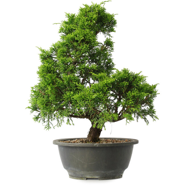 Juniperus chinensis Itoigawa, 32 cm, ± 15 years old
