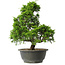 Juniperus chinensis Itoigawa, 32 cm, ± 15 anni