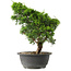 Juniperus chinensis Itoigawa, 31 cm, ± 15 jaar oud