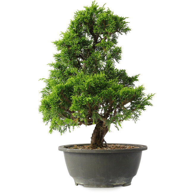 Juniperus chinensis Itoigawa, 32 cm, ± 15 years old