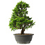 Juniperus chinensis Itoigawa, 32 cm, ± 15 anni