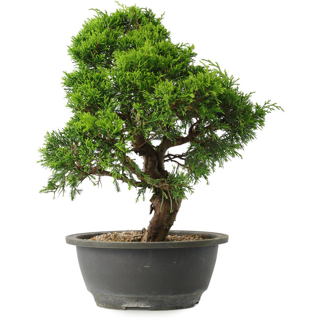 Juniperus chinensis Itoigawa, 31 cm, ± 15 ans