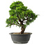 Juniperus chinensis Itoigawa, 31 cm, ± 15 jaar oud