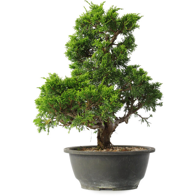 Juniperus chinensis Itoigawa, 32 cm, ± 15 jaar oud