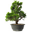 Juniperus chinensis Itoigawa, 32 cm, ± 15 jaar oud
