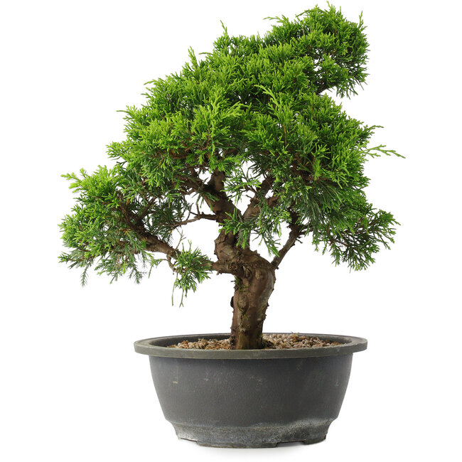 Juniperus chinensis Itoigawa, 31 cm, ± 15 ans