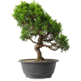 Juniperus chinensis Itoigawa, 30 cm, ± 15 anni