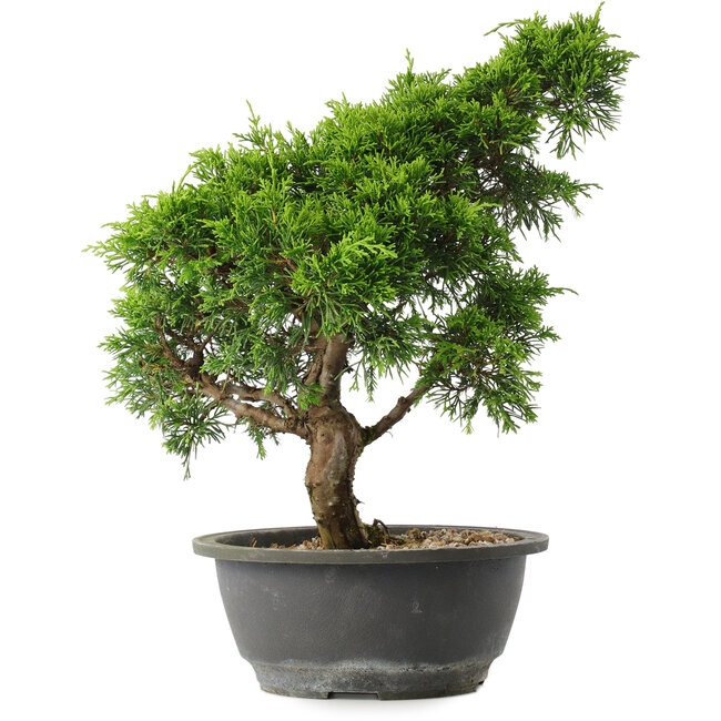 Juniperus chinensis Itoigawa, 31 cm, ± 15 years old
