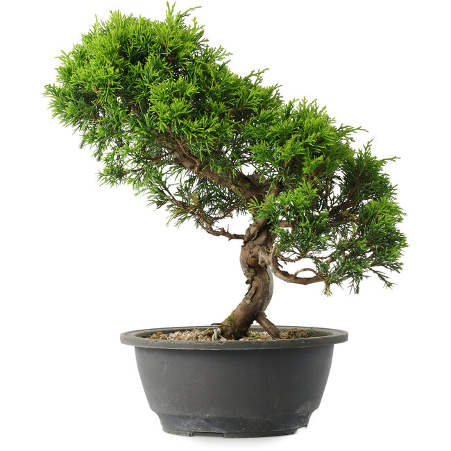Juniperus chinensis Itoigawa, 30 cm, ± 15 ans