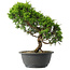 Juniperus chinensis Itoigawa, 30 cm, ± 15 anni