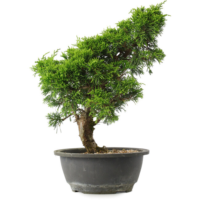 Juniperus chinensis Itoigawa, 31 cm, ± 15 years old