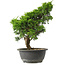Juniperus chinensis Itoigawa, 31 cm, ± 15 jaar oud