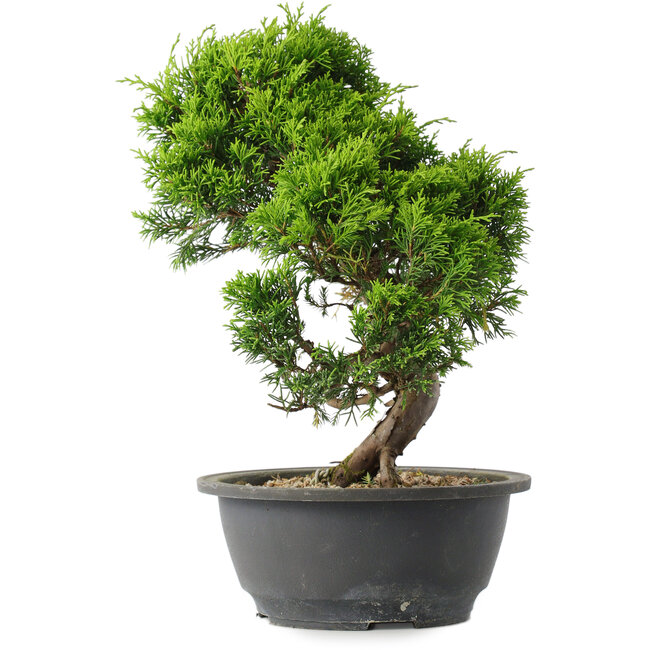 Juniperus chinensis Itoigawa, 30 cm, ± 15 años