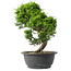 Juniperus chinensis Itoigawa, 30 cm, ± 15 anni