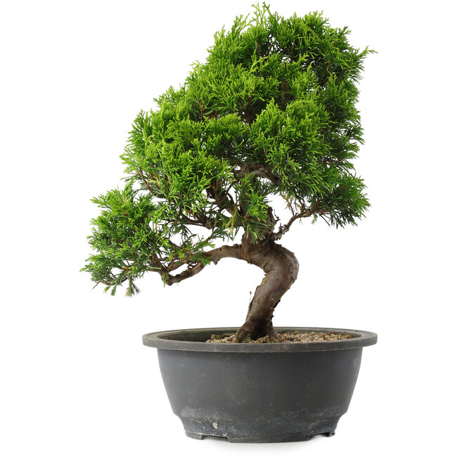 Juniperus chinensis Itoigawa, 30 cm, ± 15 ans