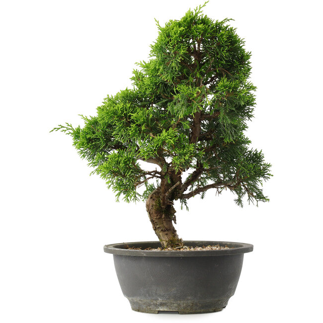 Juniperus chinensis Itoigawa, 31 cm, ± 15 ans