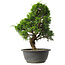 Juniperus chinensis Itoigawa, 31 cm, ± 15 anni