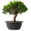 Juniperus chinensis Itoigawa, 23 cm, ± 15 jaar oud