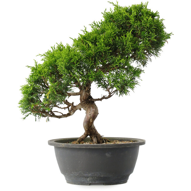 Juniperus chinensis Itoigawa, 30 cm, ± 15 ans