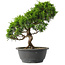 Juniperus chinensis Itoigawa, 30 cm, ± 15 jaar oud