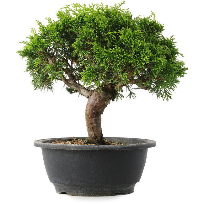 Juniperus chinensis Itoigawa, 23 cm, ± 15 anni