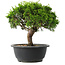 Juniperus chinensis Itoigawa, 23 cm, ± 15 jaar oud