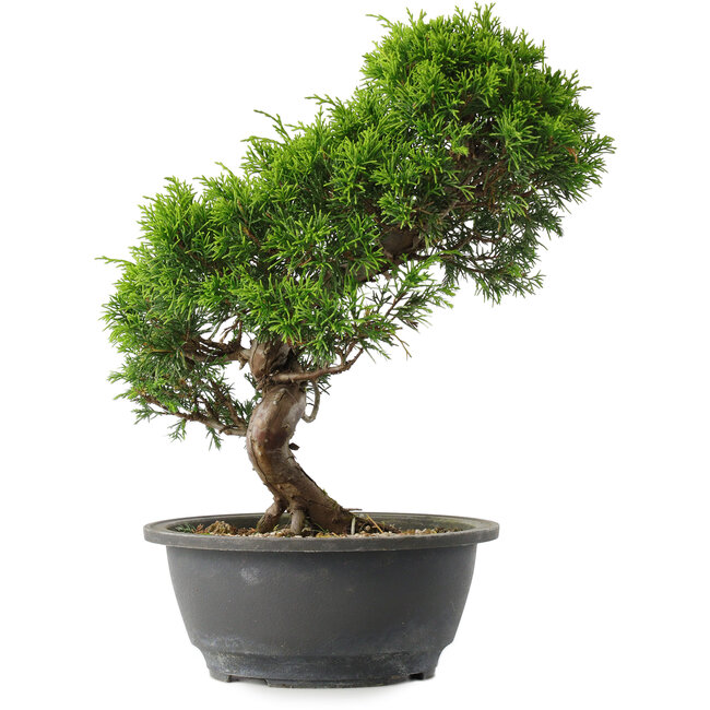 Juniperus chinensis Itoigawa, 30 cm, ± 15 years old