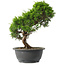 Juniperus chinensis Itoigawa, 30 cm, ± 15 anni