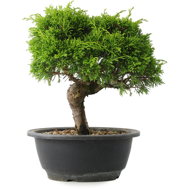 Juniperus chinensis Itoigawa, 23 cm, ± 15 ans