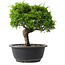 Juniperus chinensis Itoigawa, 23 cm, ± 15 jaar oud