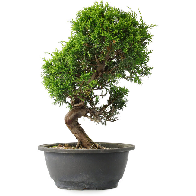Juniperus chinensis Itoigawa, 30 cm, ± 15 jaar oud