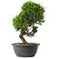 Juniperus chinensis Itoigawa, 30 cm, ± 15 jaar oud