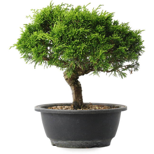 Juniperus chinensis Itoigawa, 23 cm, ± 15 ans