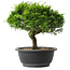 Juniperus chinensis Itoigawa, 23 cm, ± 15 jaar oud