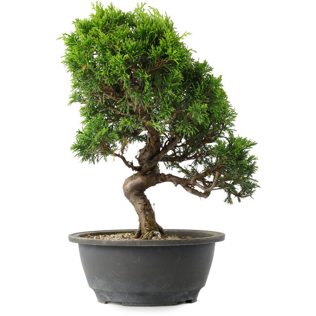 Juniperus chinensis Itoigawa, 30 cm, ± 15 ans